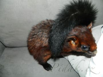 5. obrázek Terárium - Dubeč - Praha 5. obrázek Terárium - Dubeč - Praha