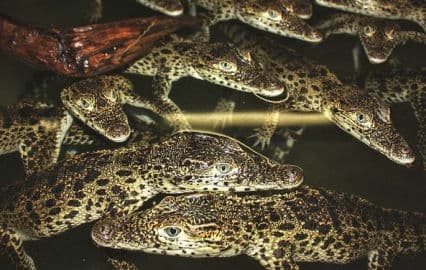 11. obrázek Krokodýlí ZOO Protivín 11. obrázek Krokodýlí ZOO Protivín