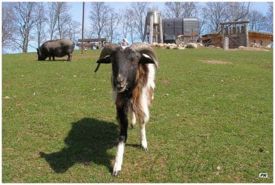 3. obrázek Farmapark Muchomůrka - Trutnov 3. obrázek Farmapark Muchomůrka - Trutnov