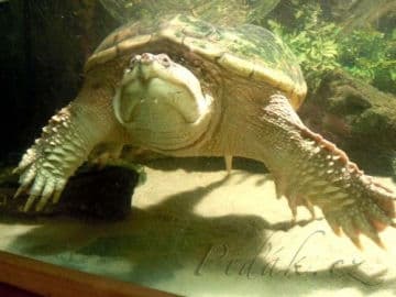 11. obrázek Mini Zoo Štramberk Aqua Terra 11. obrázek Mini Zoo Štramberk Aqua Terra