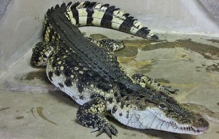 4. obrázek Krokodýlí ZOO Protivín 4. obrázek Krokodýlí ZOO Protivín