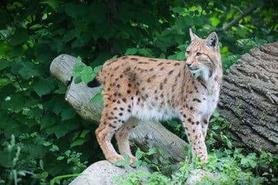 Obrázek Národní zoo Bojnice – Slovensko