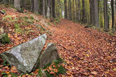Obrázek Naučná stezka LES – Borová Lada