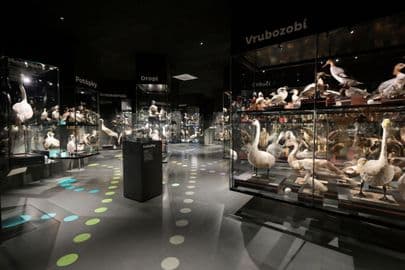 Obrázek ORNIS - ornitologická stanice Přerov