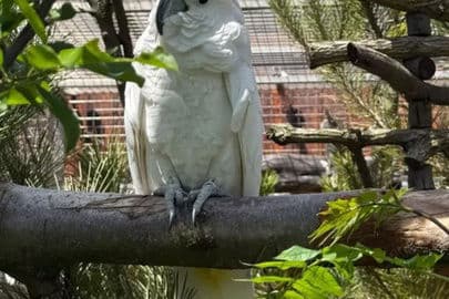 Obrázek Papouščí zoologická zahrada Bošovice