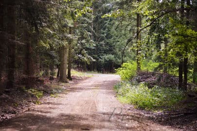 Obrázek Lesní dětský klub Majoránek