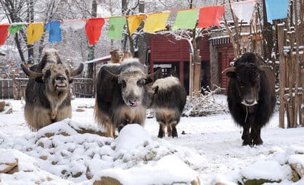 Obrázek Zoo Görlitz – Naturschutz-Tierpark Görlitz-Zgorzelec s tibetskou vesnicí, Německo