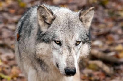 Obrázek Zvířecí park Ernstbrunn – Wildpark Ernstbrunn s vlčím výzkumným centrem, Rakousko