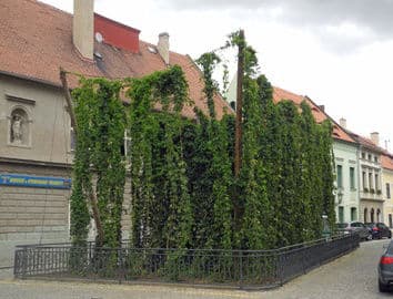Obrázek Žatecká Dočesná 4.-5.9.2026