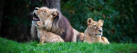 Obrázek Zoo Brno