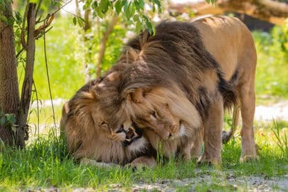Obrázek Zoo Opole – zoologická zahrada na ostrově Bolko, Polsko